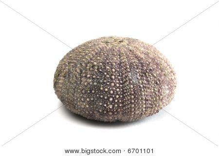 Riccio