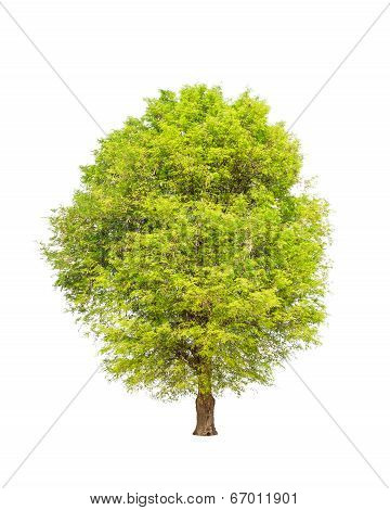 Tamarind Tree (tamarindus Indica) Tropical Tree In The Northeast Of Thailand Isolated On White Backg