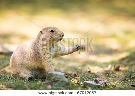 black tailed prairie dog