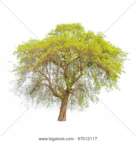 Tamarind Tree (tamarindus Indica) Tropical Tree In The Northeast Of Thailand Isolated On White Backg