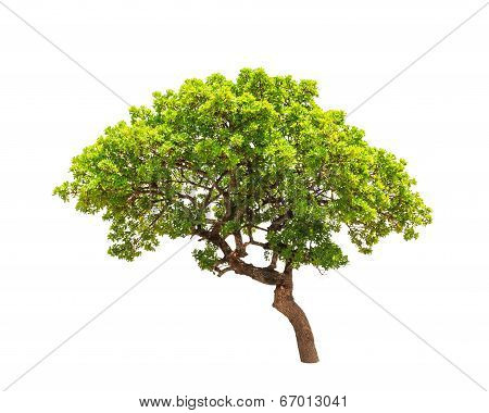 Banyan Tree (ficus Annulata), Tropical Tree In The Northeast Of Thailand Isolated On White Backgroun