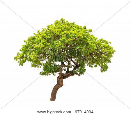 Banyan Tree (ficus Annulata), Tropical Tree In The Northeast Of Thailand Isolated On White Backgroun