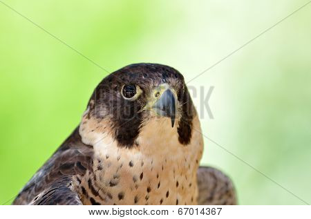Birds Predator - Peregrine Falcon (Falco peregrinus)
