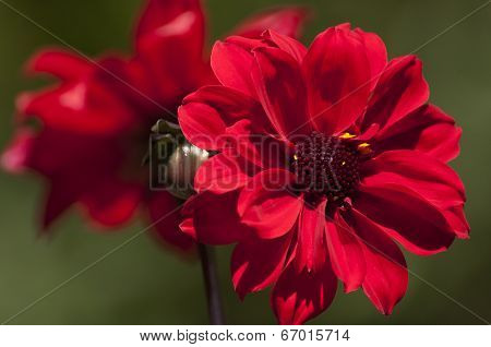 Red Dahlia