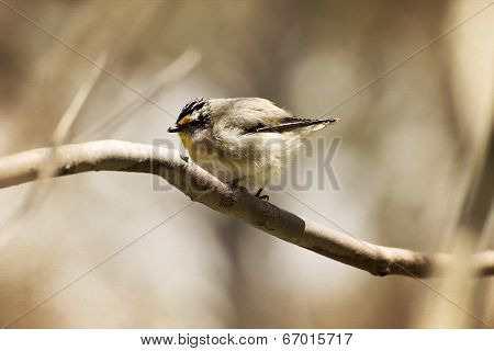 Yellow Throated Scrubwren