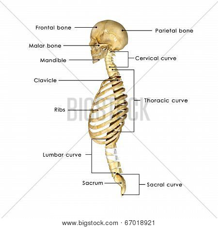 Skull with Spinal cord