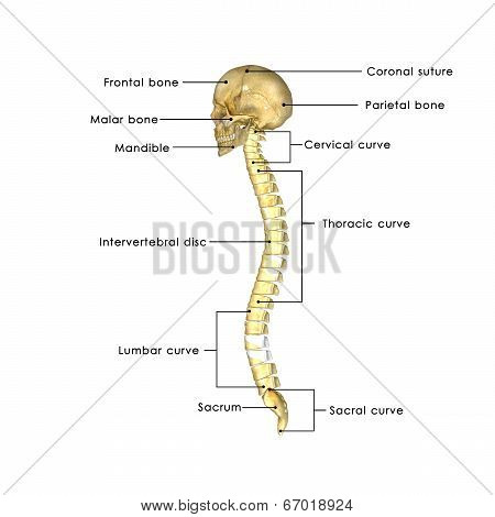 Skull with Spinal cord