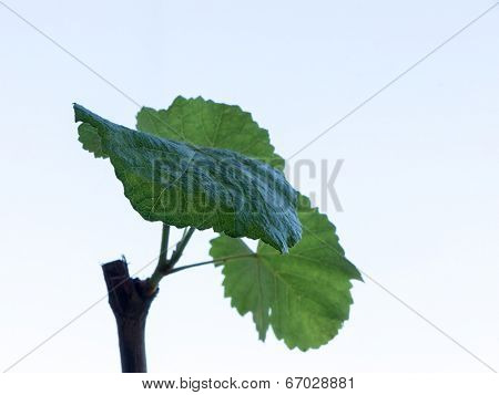 Leaf background.