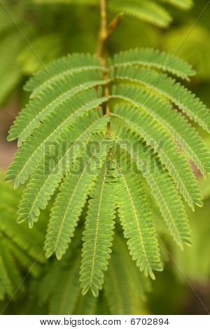 Caesalpiniaceae ต้นไม้สีเขียวออกจากแมโครรายละเอียด