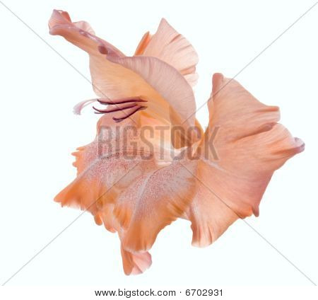 Gladiolus