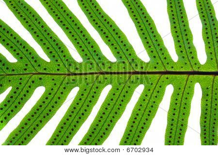 Fern baggrund