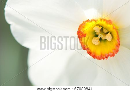 white flower center
