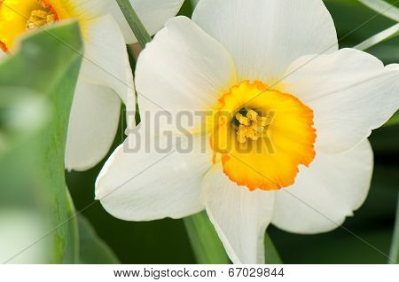white flower