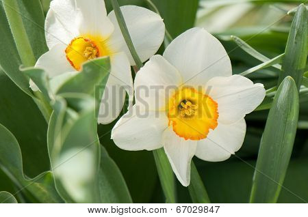 white flowers
