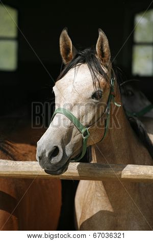 Arabian horse stallion portrait at the corral door.