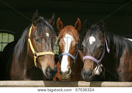 Nice thoroughbred foals in stable.