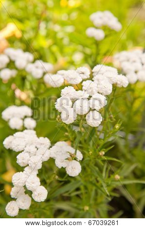 Achillea ptarmica flowers close up background