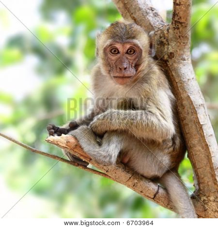 Jeune singe