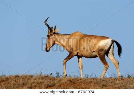 สีแดง Hartebeest แอฟริกาใต้
