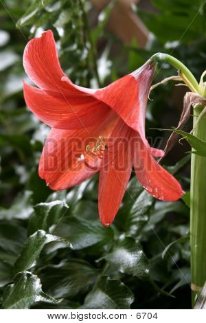 Prérijní Lilly