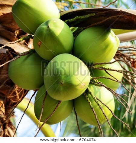 Kokosnötter