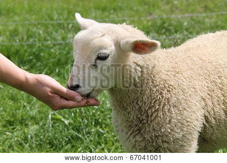 Baby Lamb.