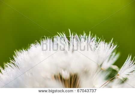 Closeup Of The Seeds Of The Dandelion Flower With The Drops Of Dew