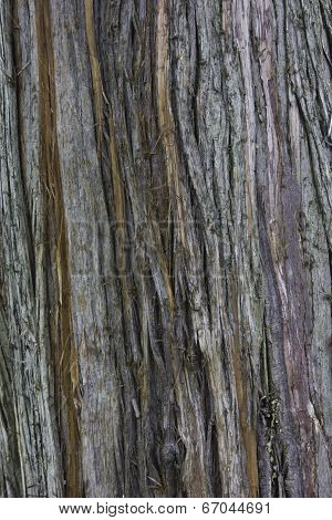 Bark - Western Red Cedar