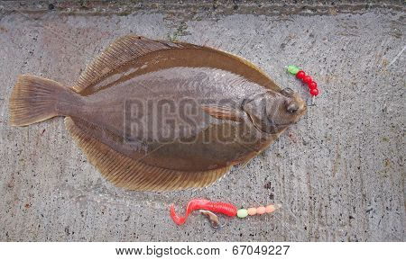 Freshly Flat Fish - Common Dab