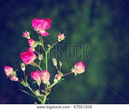  rose bush flowers blooming in the spring done with a retro vint