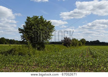 Field Of Young Corn Plants And Bushes With A Blue Sky And White Clouds