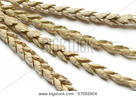 Dried spelt close up on white background