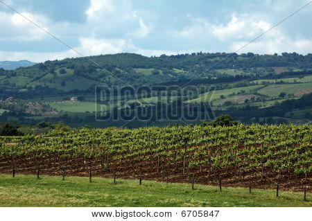Grapes Filed