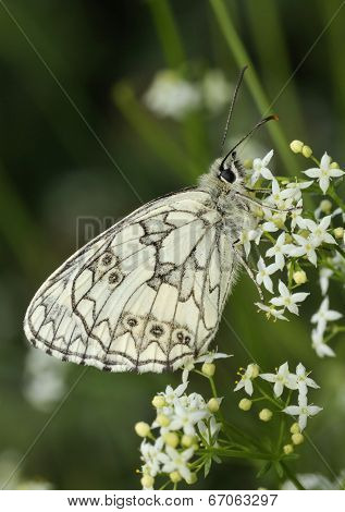 Marbled White