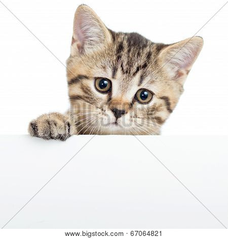 Cat Kitten Hanging Over Blank Poster Or Board,  Isolated On White