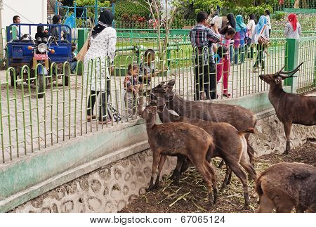 Children Feed Deer In Zoo