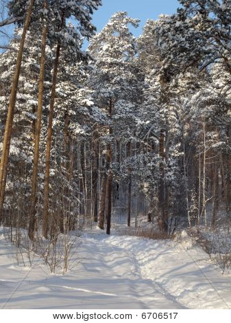 Winter Wood.