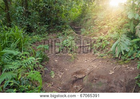 Trail In The Jungle Of The Volcano Merapi