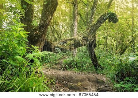 In Jungle