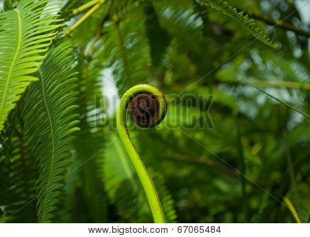 Young Shoot Of Fern