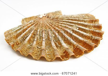 Sea shell, shell