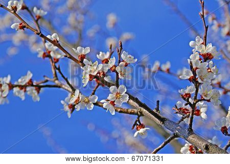 Spring and trees in bloom