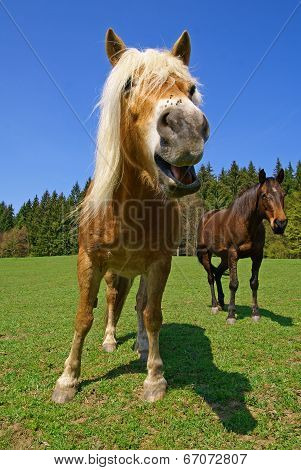 Horse, pony