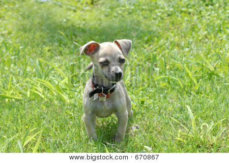 Chihuahua