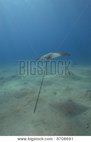 Widok z tyłu Eagle Ray