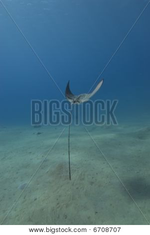 Widok z tyłu Eagle Ray