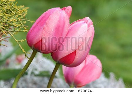 Twee roze tulpen