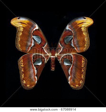 Close up of the attacus atlas butterfly isolated on black background