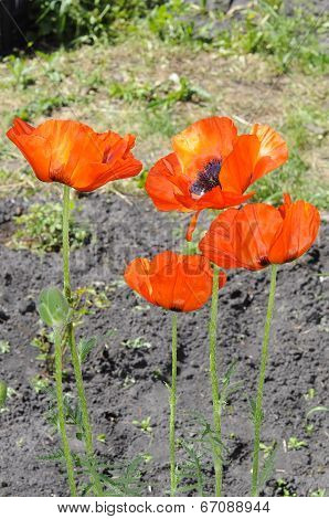 Beautiful Red Poppies In A Garden.