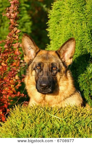 Testa di cane